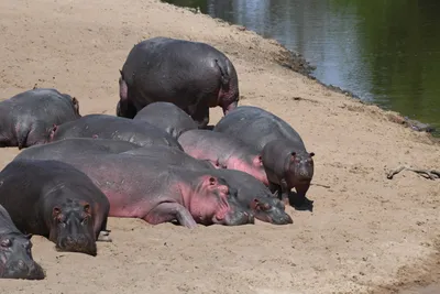 DSC_3511 (Large).JPG